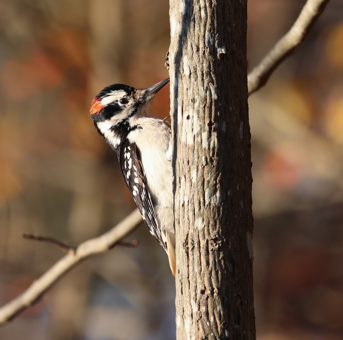 Hairy Woodpecker - ML626866685