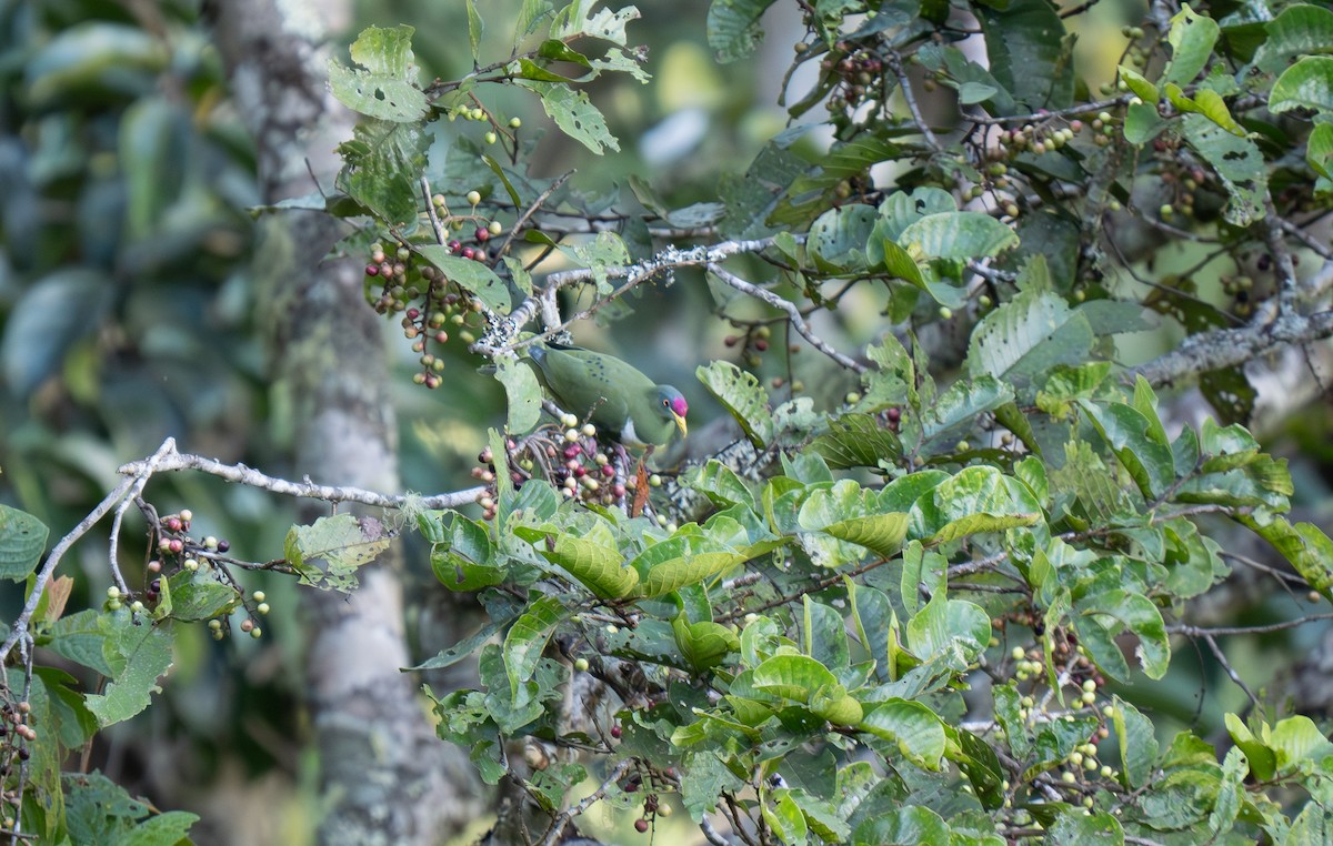 White-breasted Fruit-Dove - ML626866693