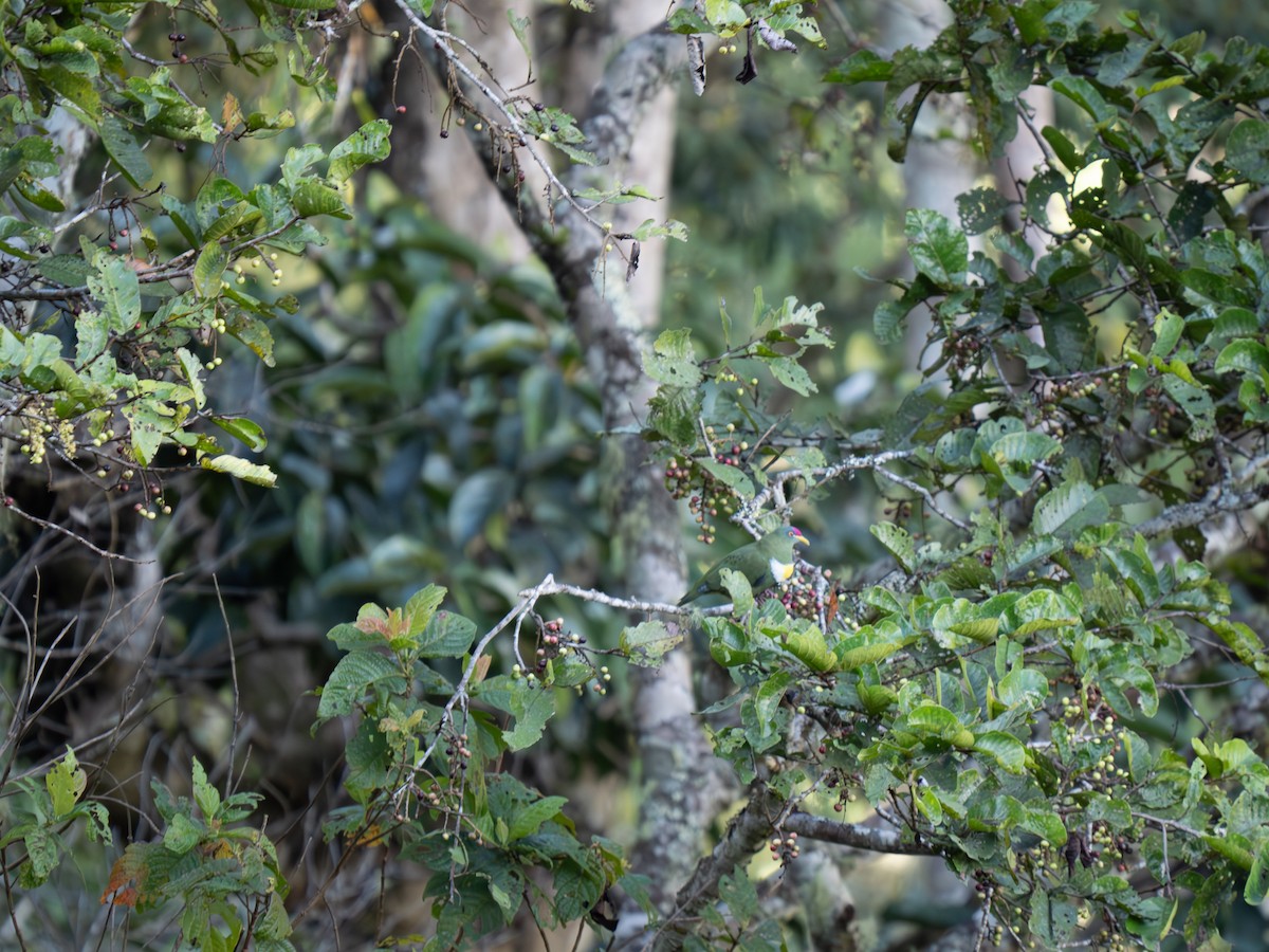 White-breasted Fruit-Dove - ML626866694