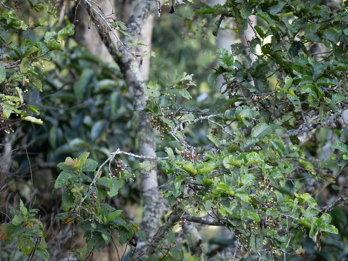 White-breasted Fruit-Dove - ML626866695