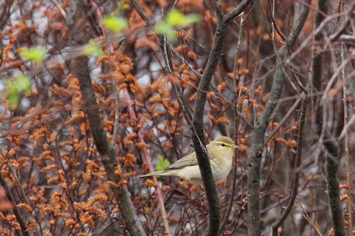 Вівчарик весняний - ML626866697