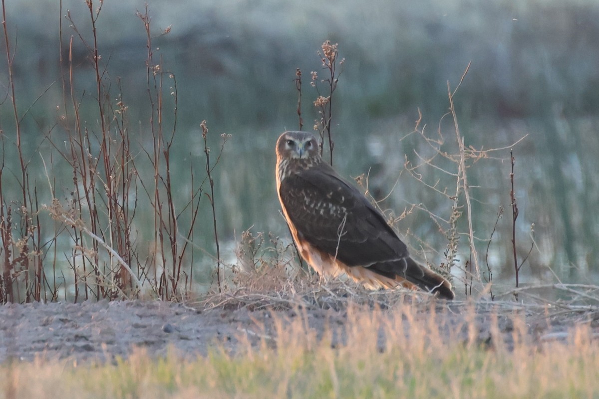 Northern Harrier - ML626866761