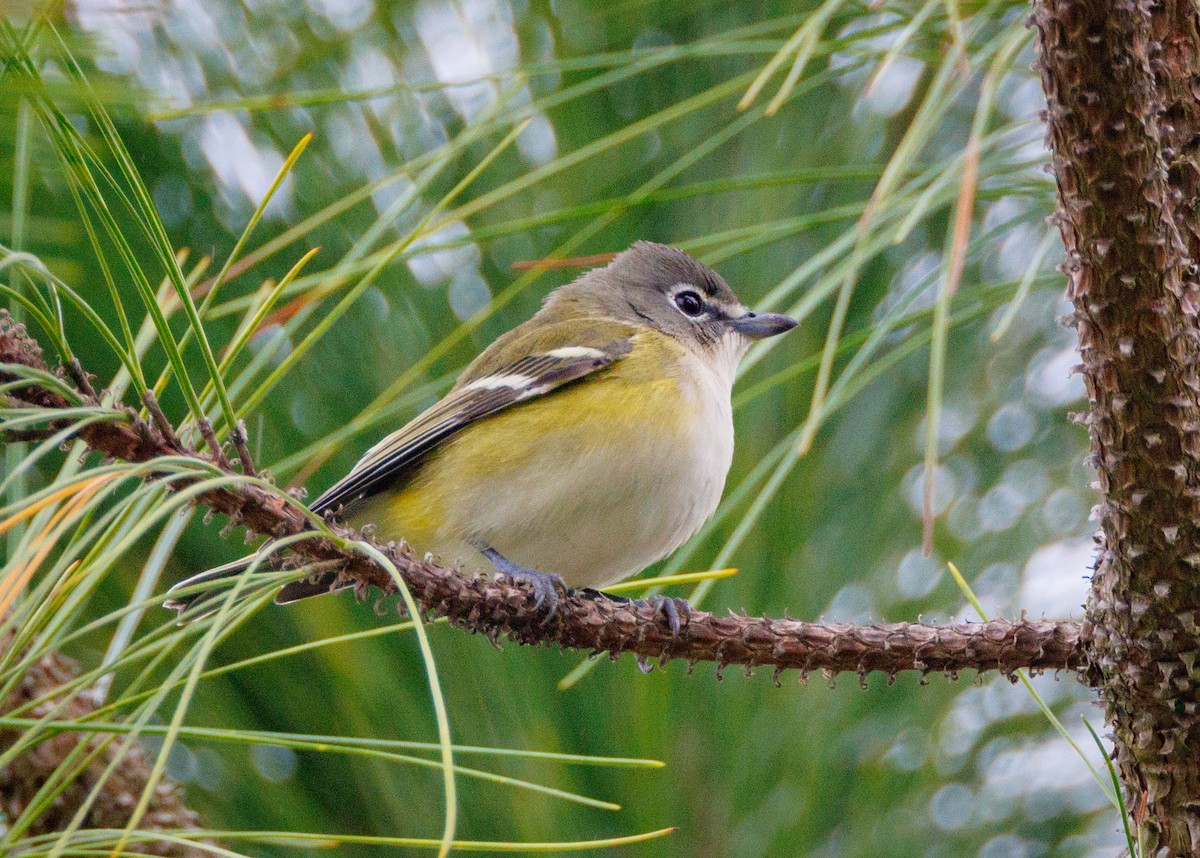 Blue-headed Vireo - ML626866824