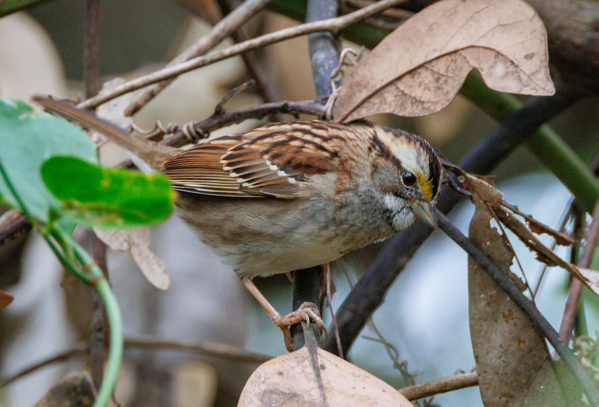 White-throated Sparrow - ML626866836