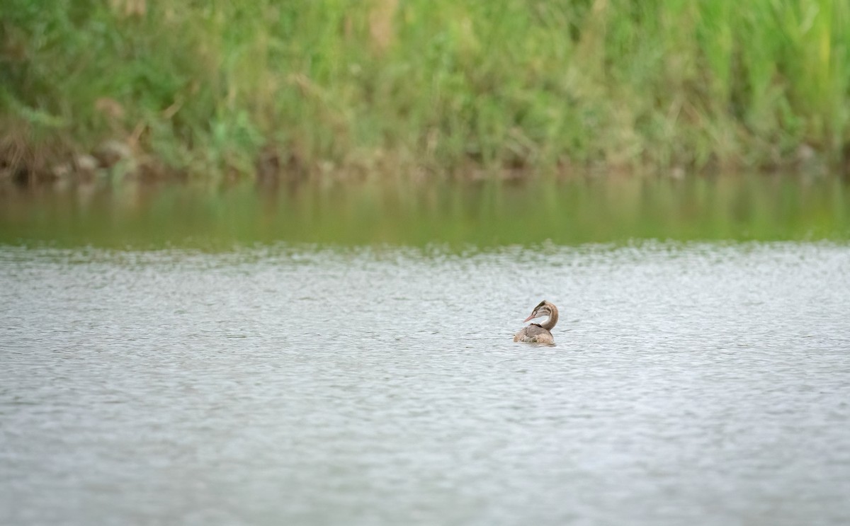 Great Crested Grebe - ML626866868