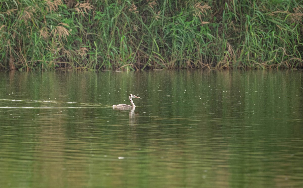 Great Crested Grebe - ML626866869