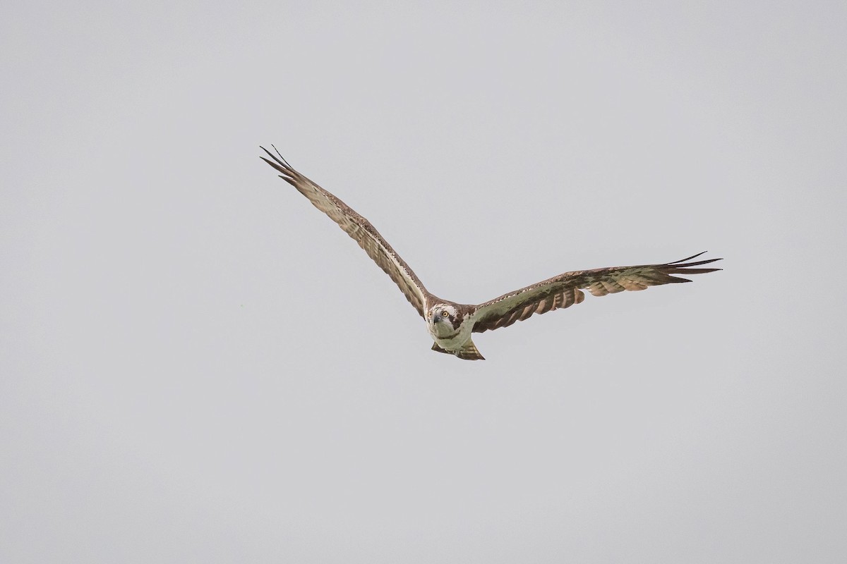 Osprey - ML626866873