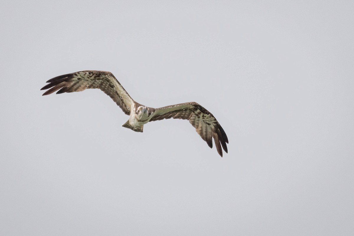 Osprey - ML626866874