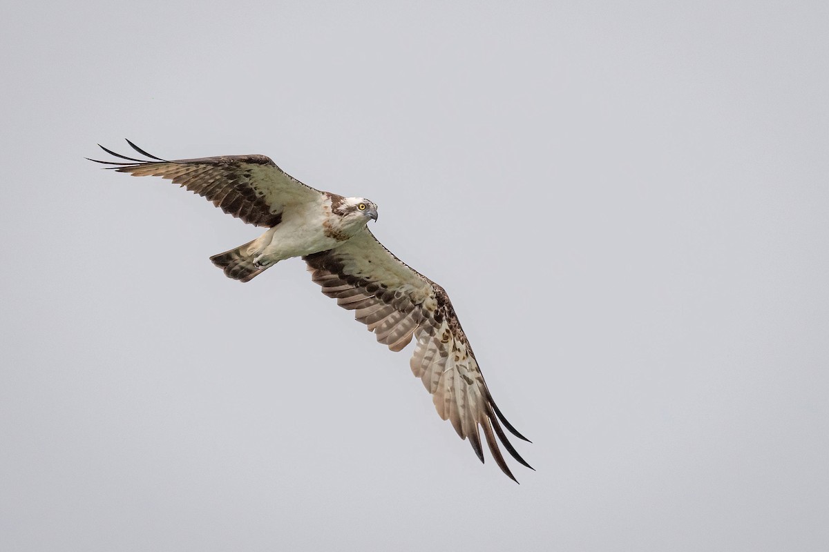 Osprey - ML626866875
