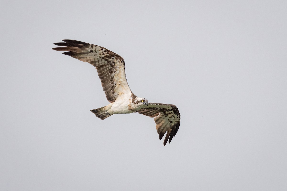 Osprey - ML626866876