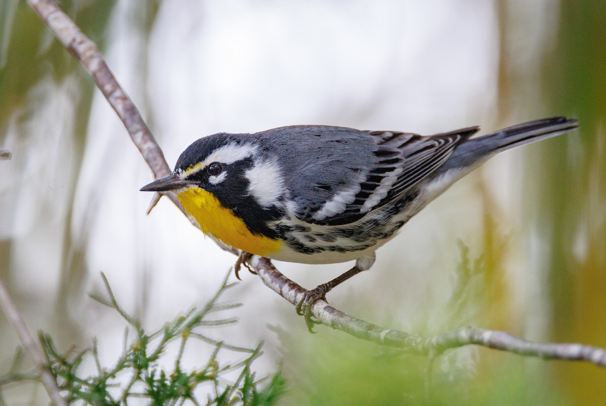 Yellow-throated Warbler - ML626866880