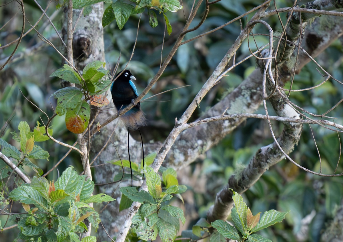 Blue Bird-of-Paradise - ML626866954