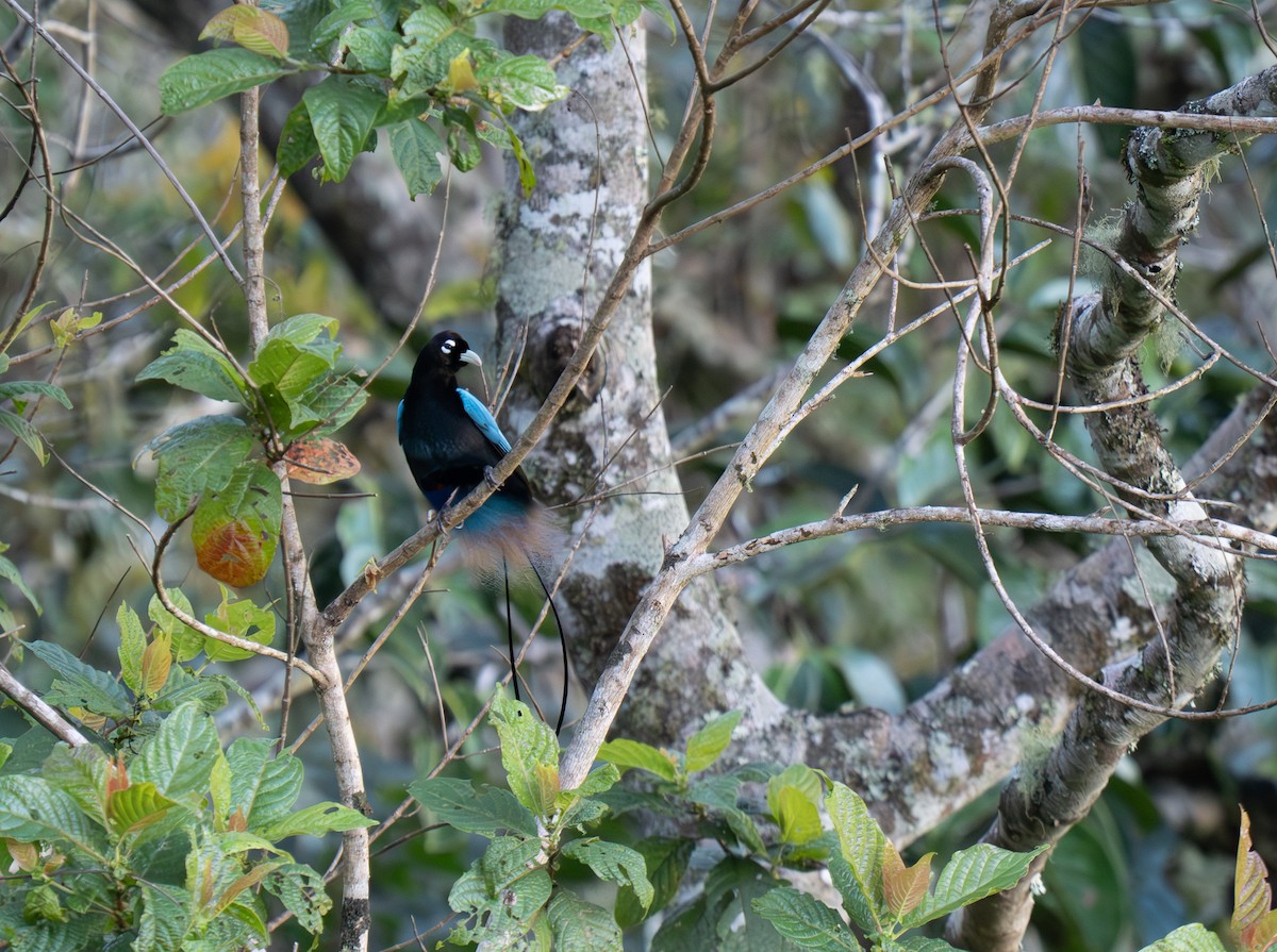 Blue Bird-of-Paradise - ML626866955