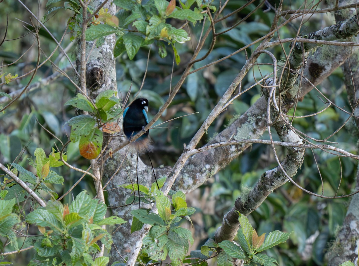 Blue Bird-of-Paradise - ML626866956