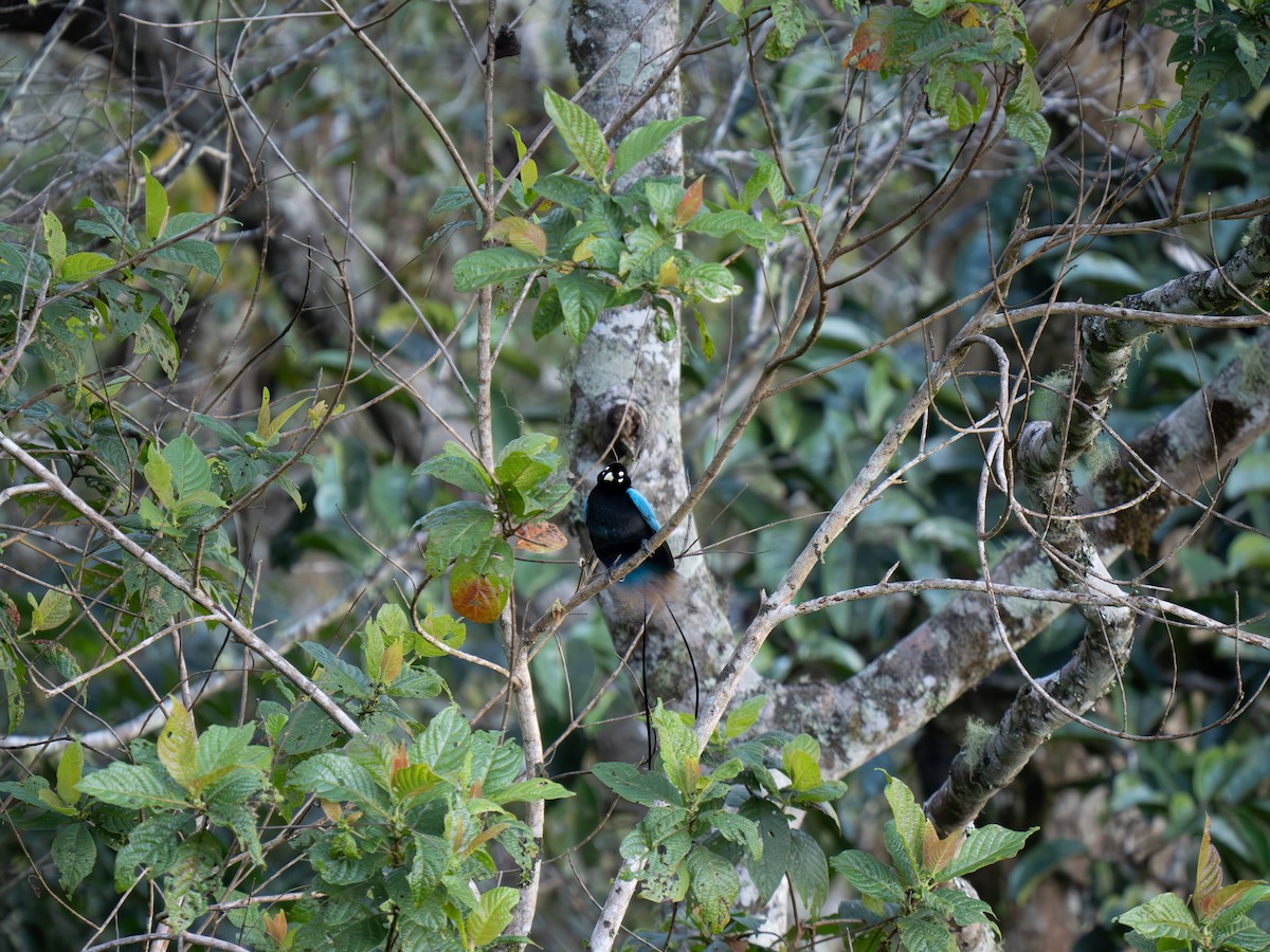 Blue Bird-of-Paradise - ML626866958