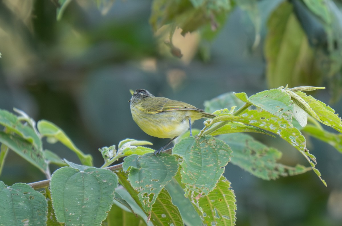 Island Leaf Warbler (New Guinea) - ML626867024