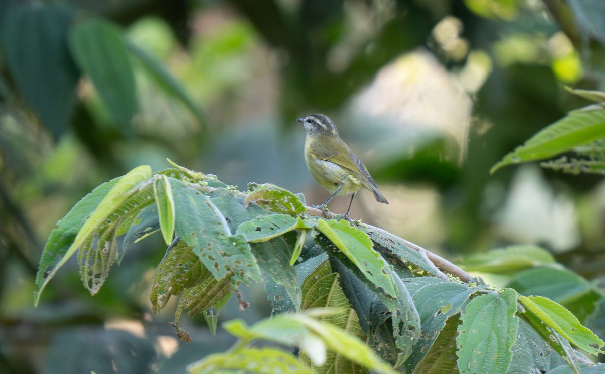 Island Leaf Warbler (New Guinea) - ML626867025