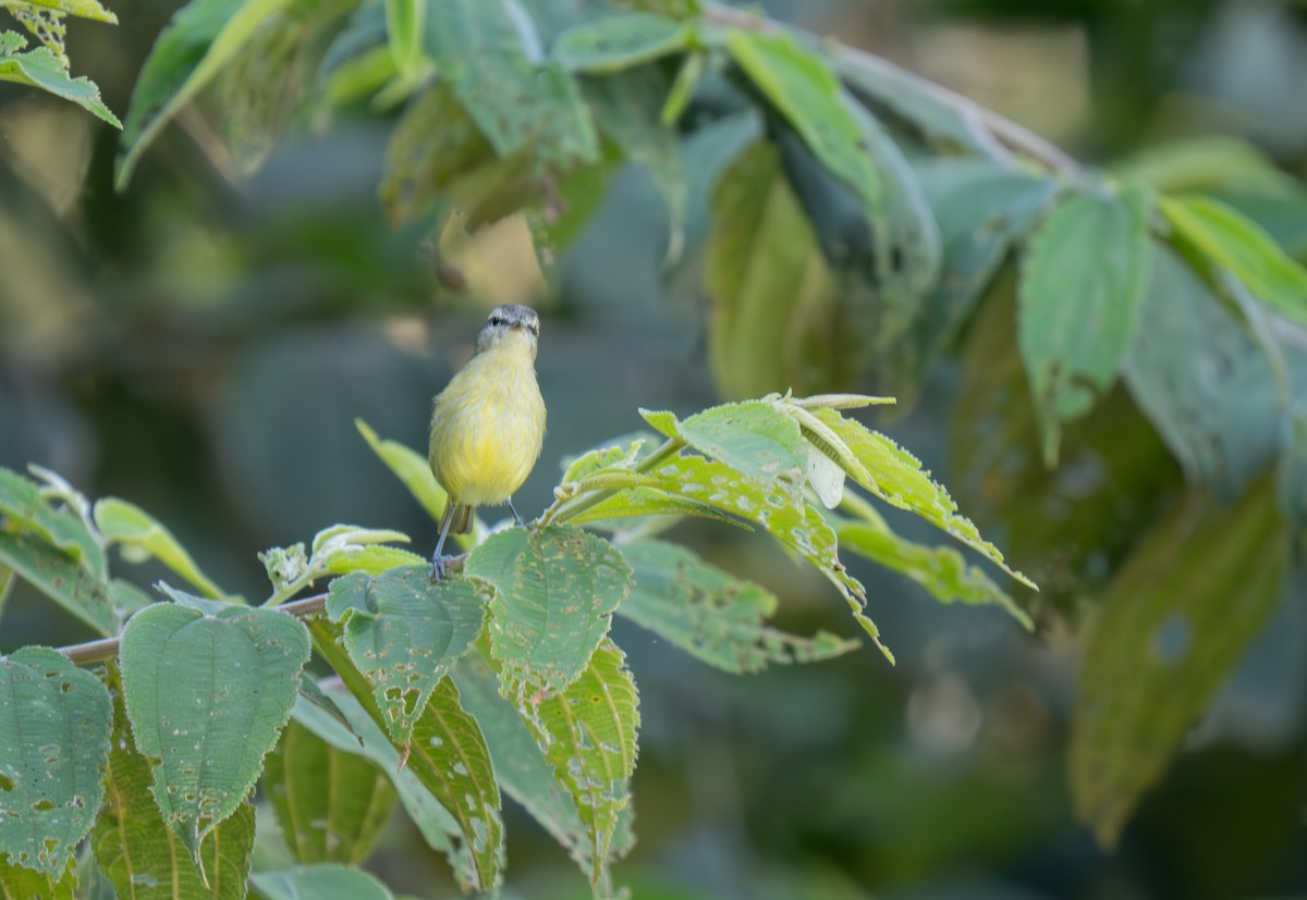 Island Leaf Warbler (New Guinea) - ML626867026