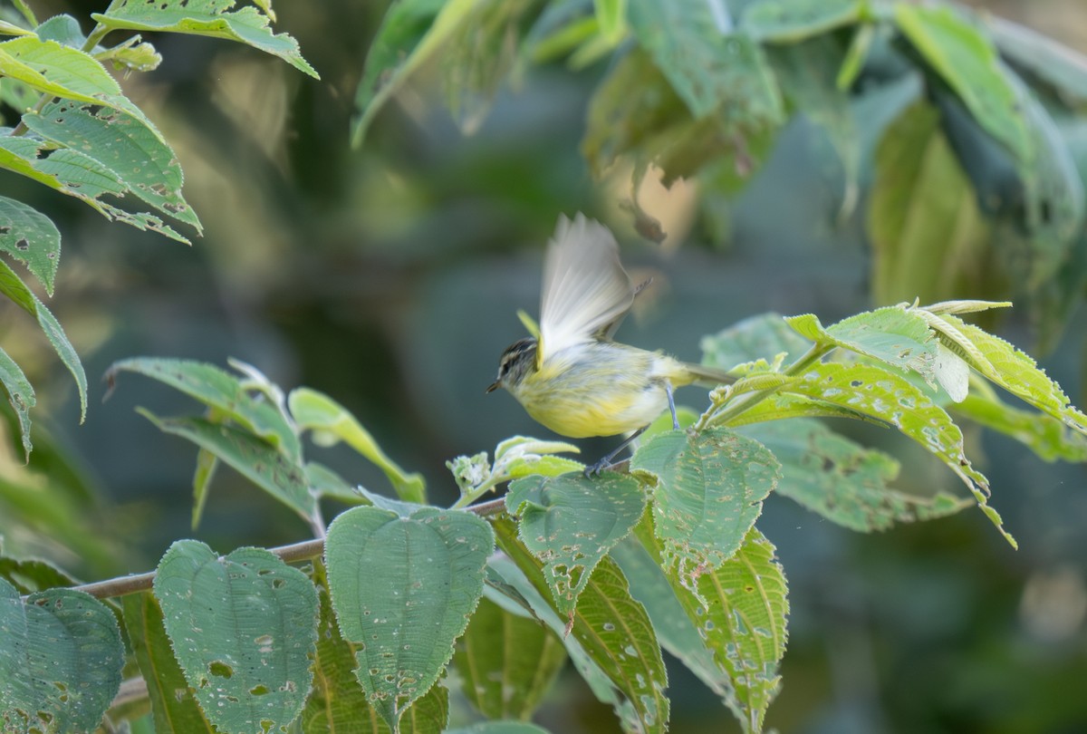 Island Leaf Warbler (New Guinea) - ML626867027