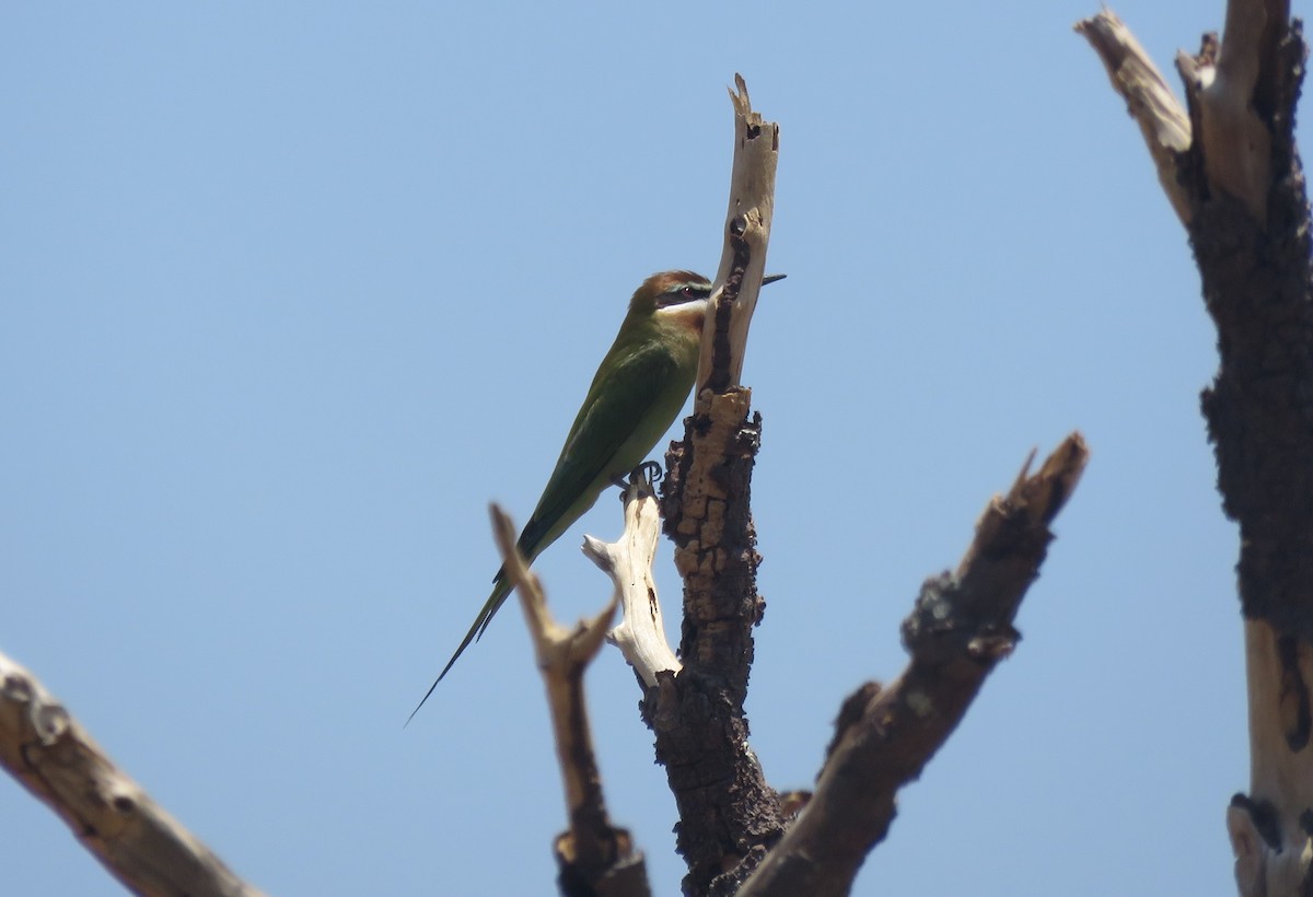 Guêpier de Madagascar - ML626867120