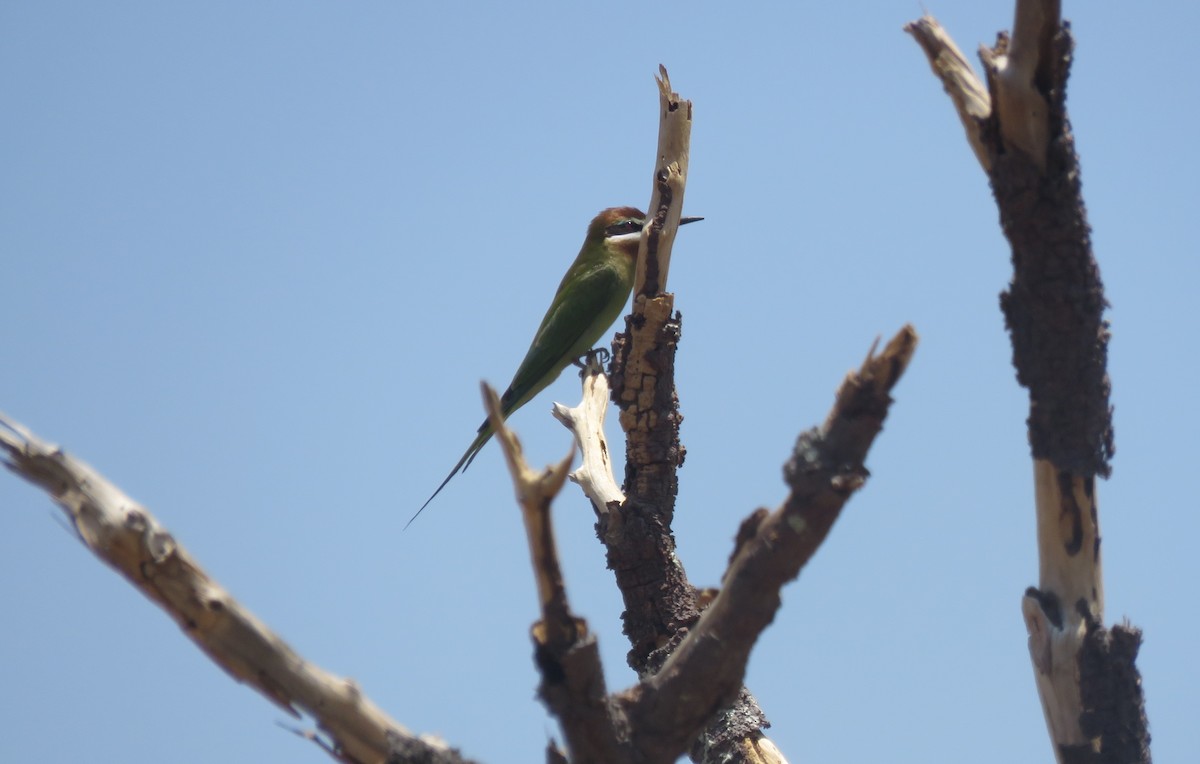 Guêpier de Madagascar - ML626867123