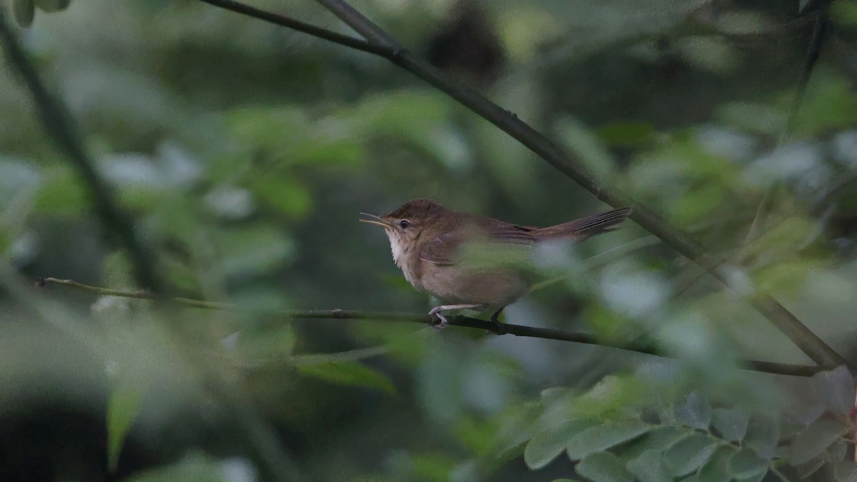 Blyth's Reed Warbler - ML626867424