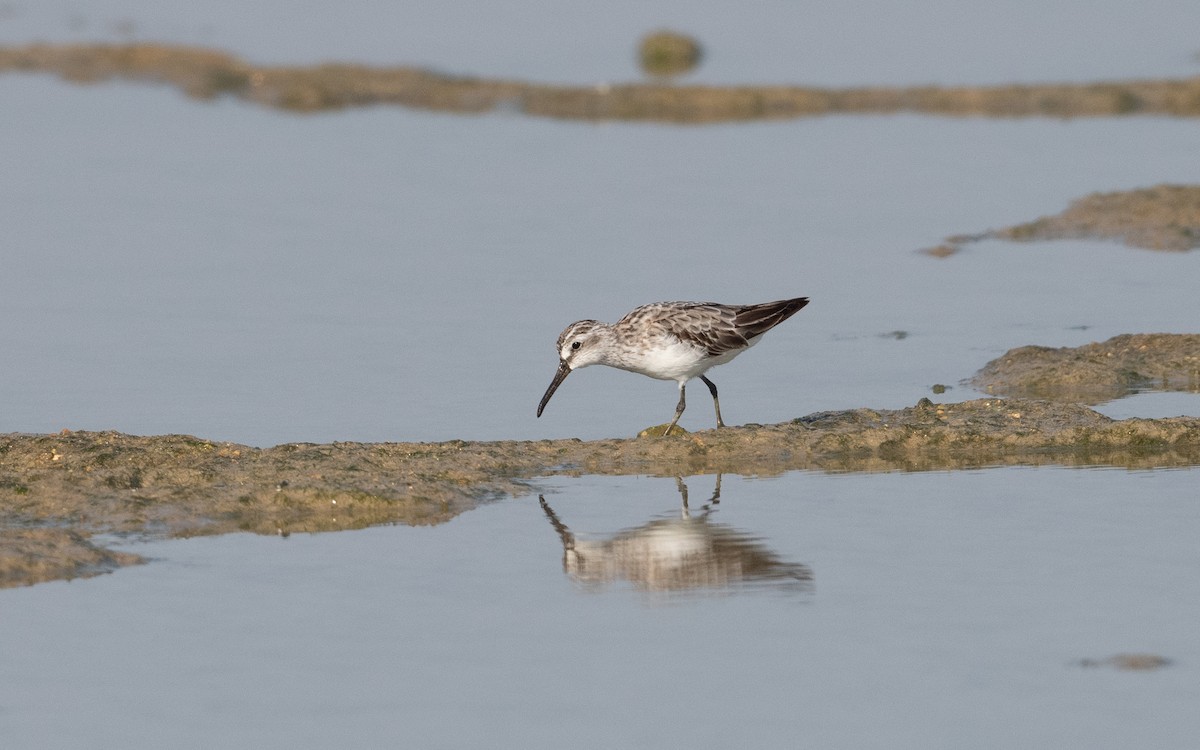 Broad-billed Sandpiper - ML626867522