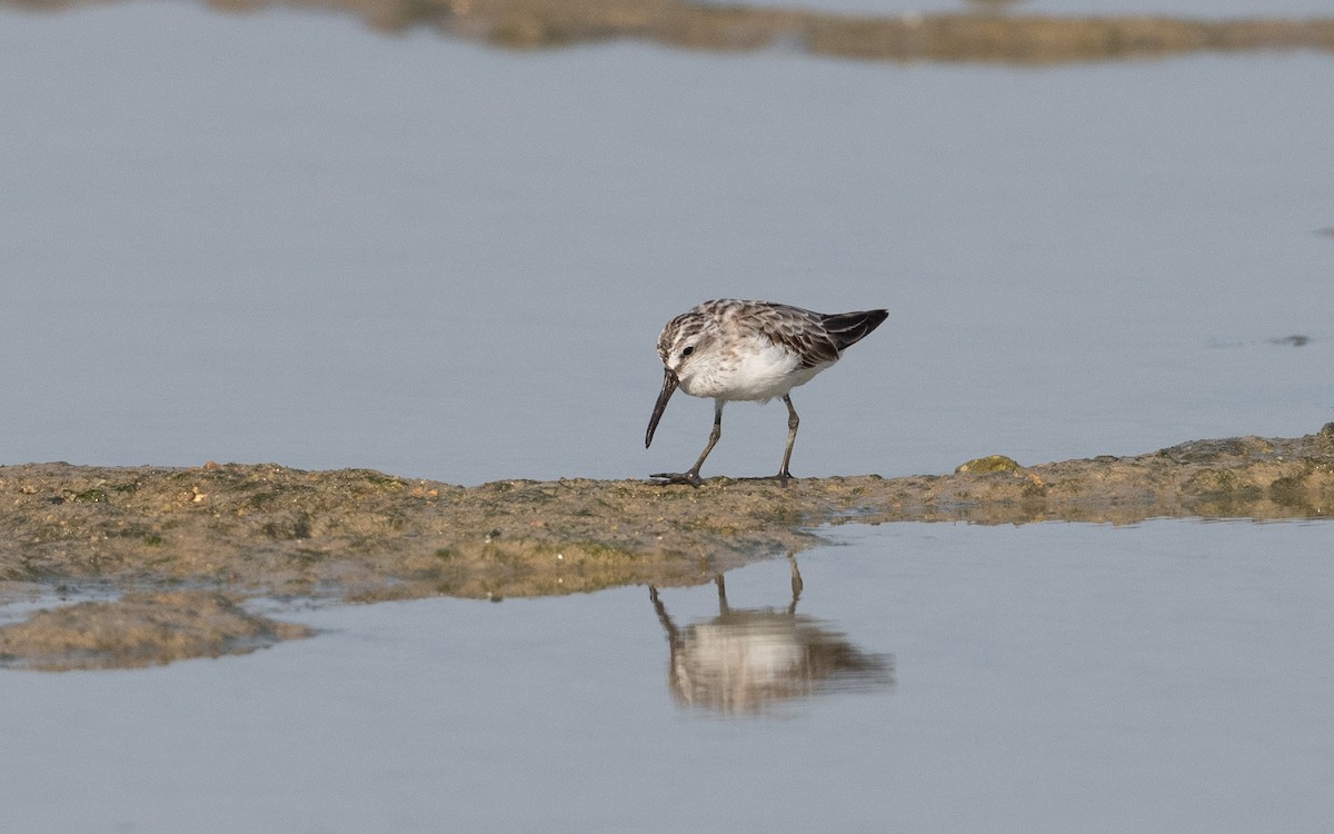 Broad-billed Sandpiper - ML626867527