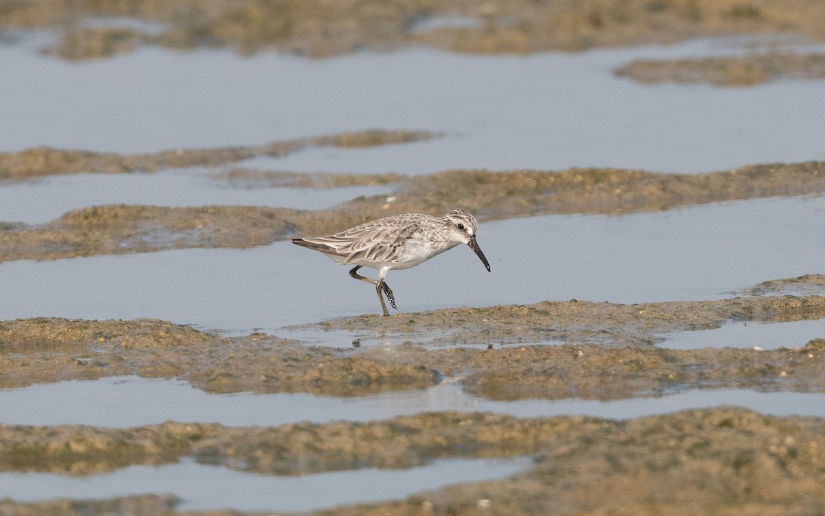 Broad-billed Sandpiper - ML626867535