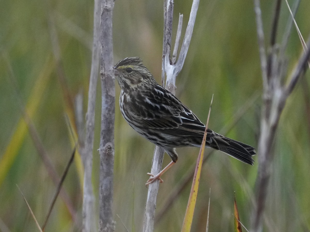Savannah Sparrow - ML626867653