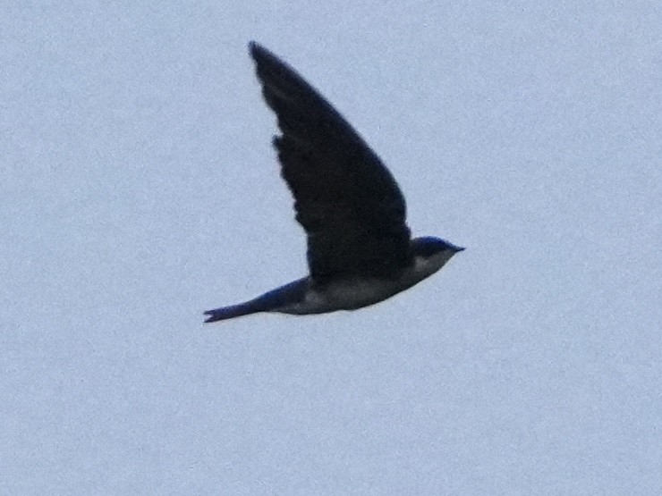Tree Swallow - ML626867657