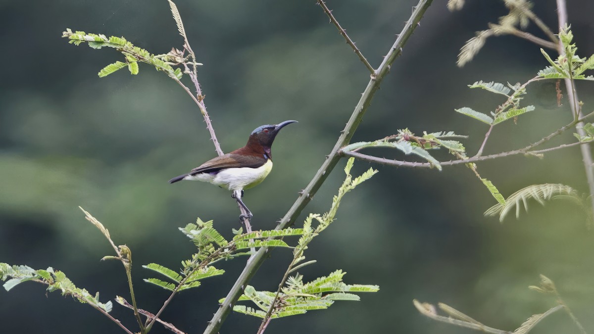 Purple-rumped Sunbird - ML626867826