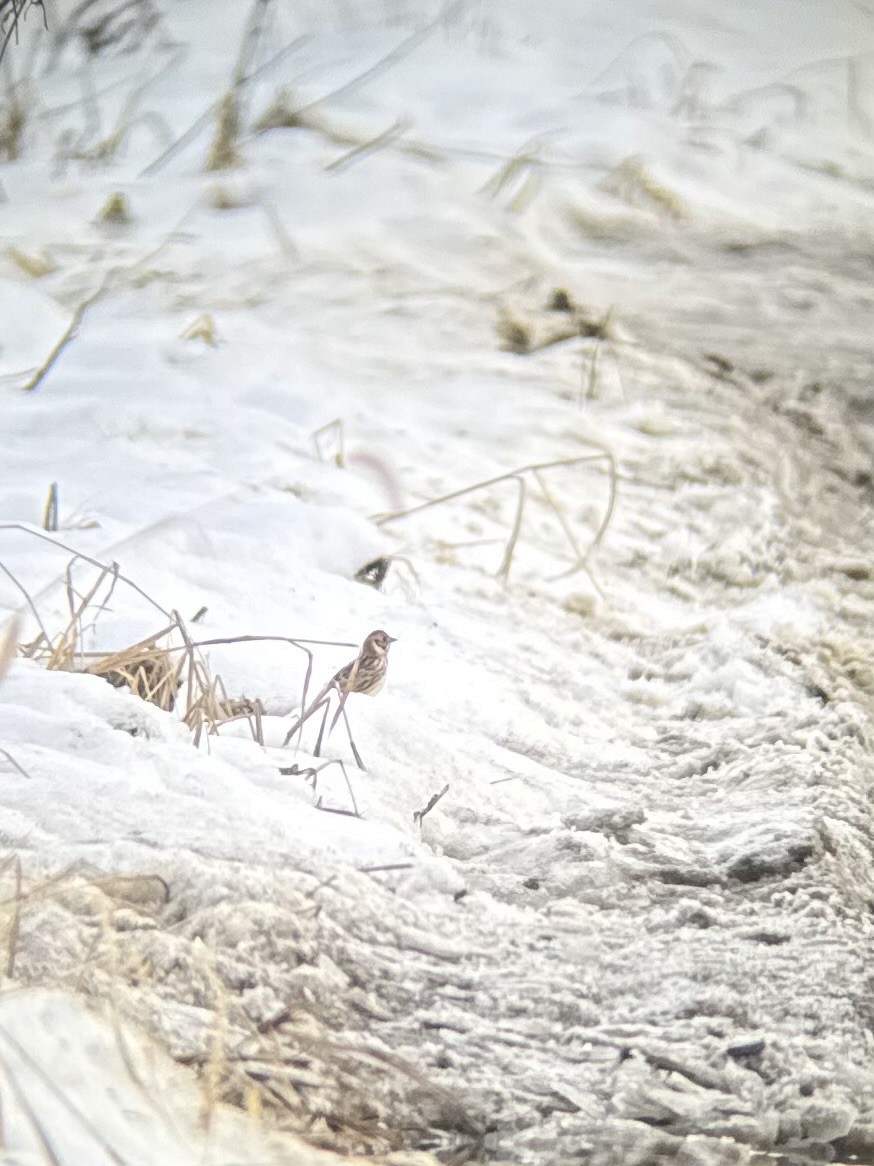 Lapland Longspur - ML626867965