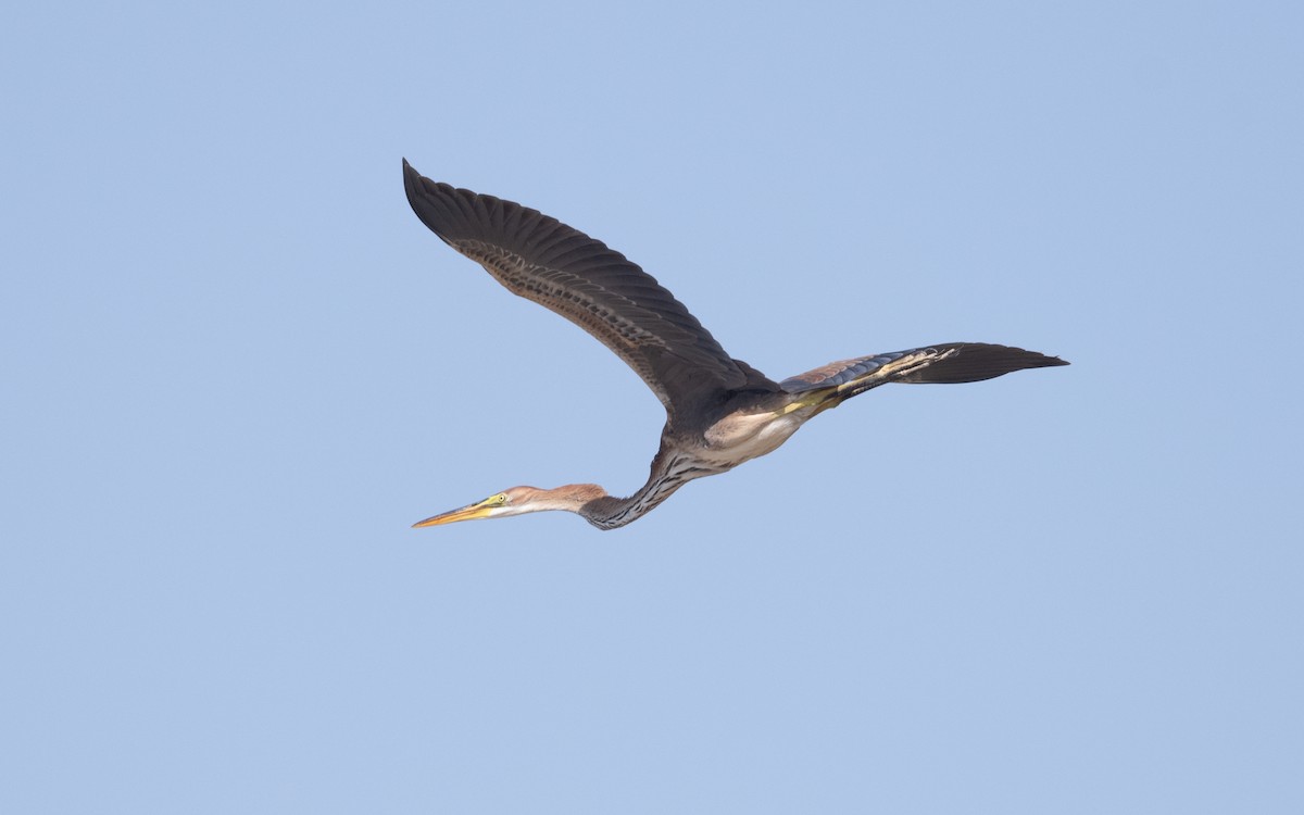 Purple Heron - ML626868037