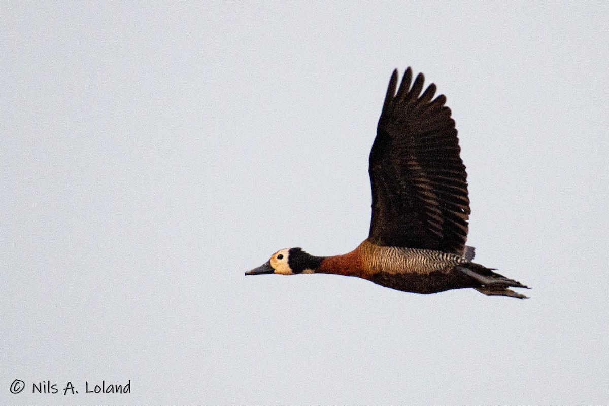 White-faced Whistling-Duck - ML626868079