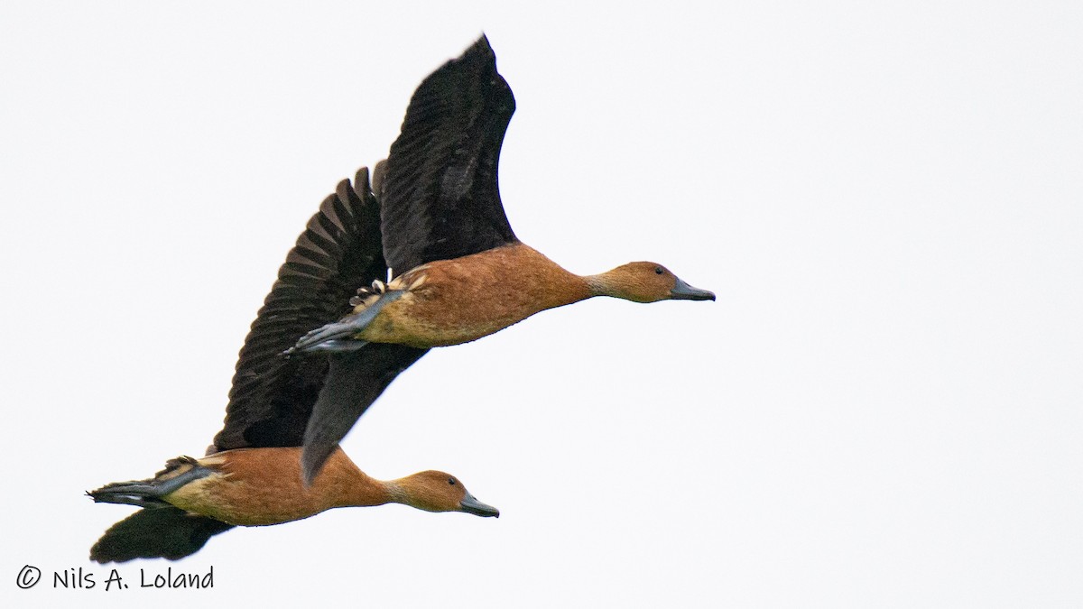 Fulvous Whistling-Duck - ML626868090