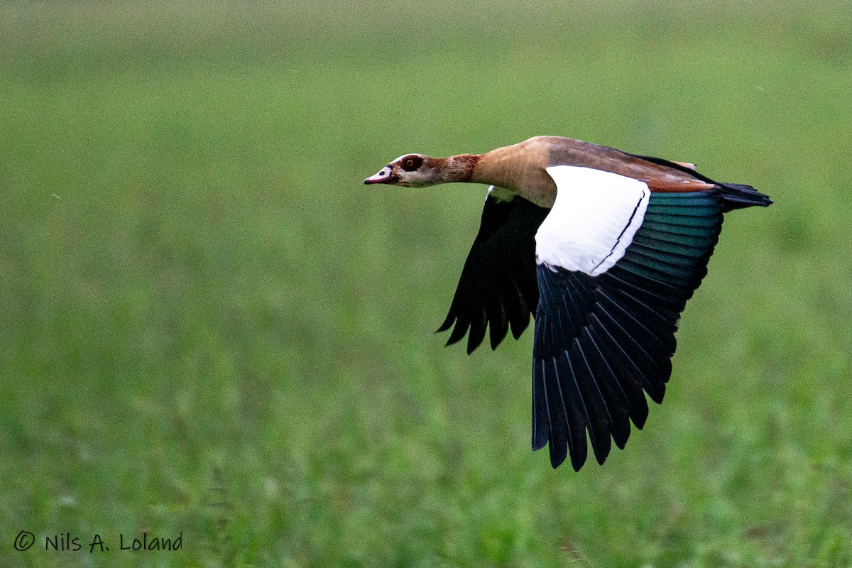 Egyptian Goose - ML626868098