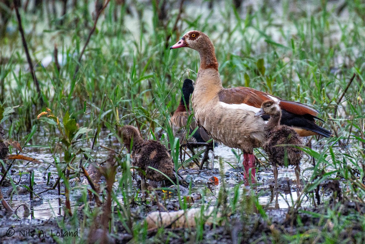 Egyptian Goose - ML626868099