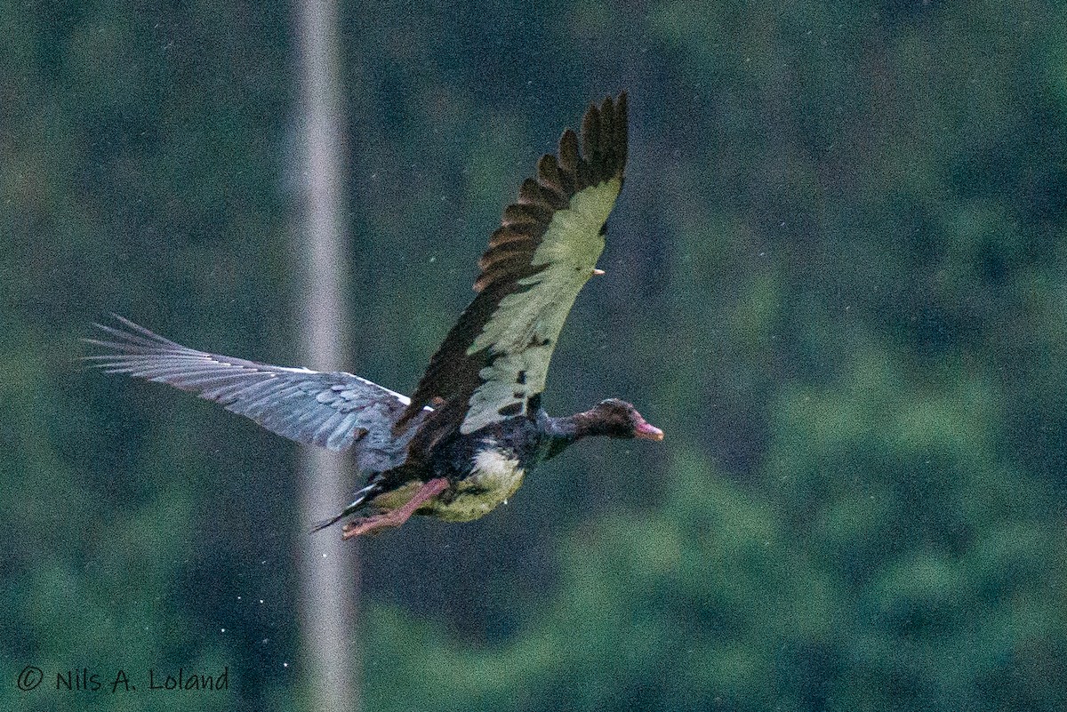 Spur-winged Goose - ML626868107