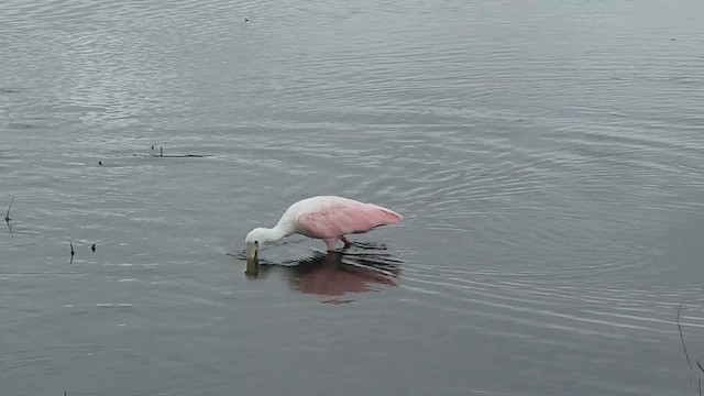 kolpík růžový - ML626868139