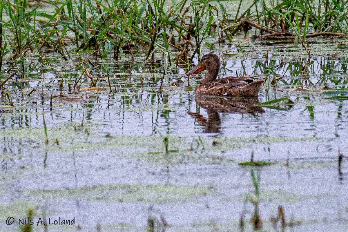 Northern Shoveler - ML626868143