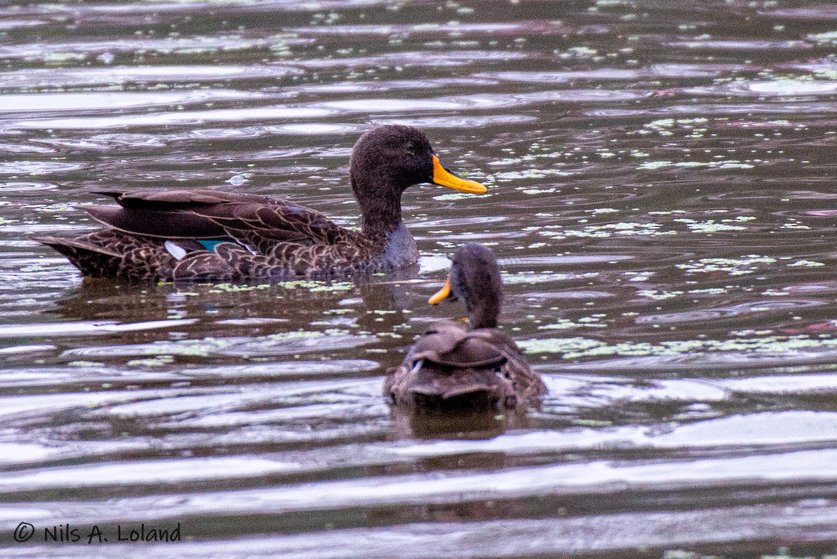 Yellow-billed Duck - ML626868148