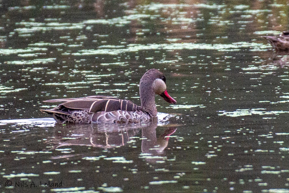 Red-billed Duck - ML626868152