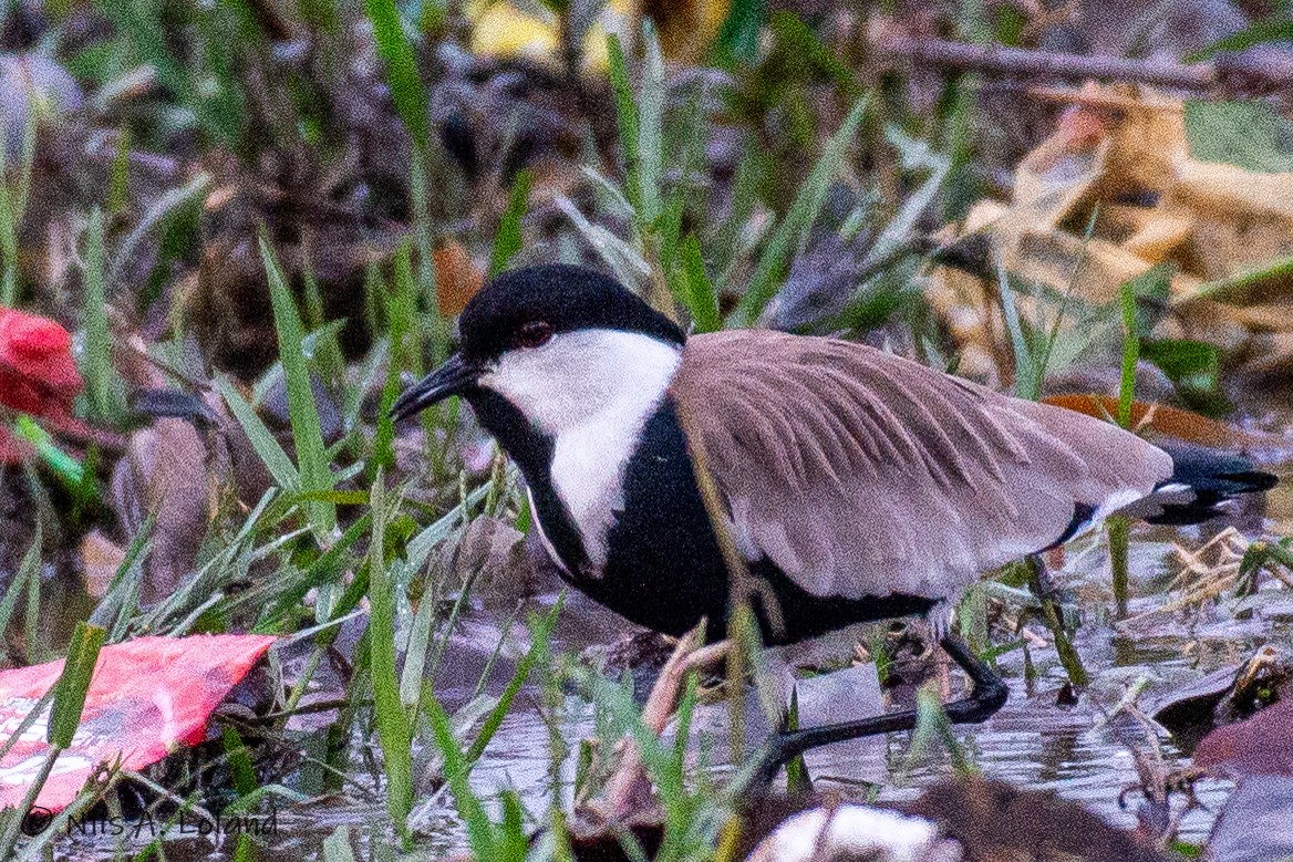 Spur-winged Lapwing - ML626868167