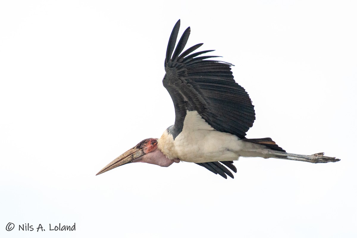 Marabou Stork - ML626868179