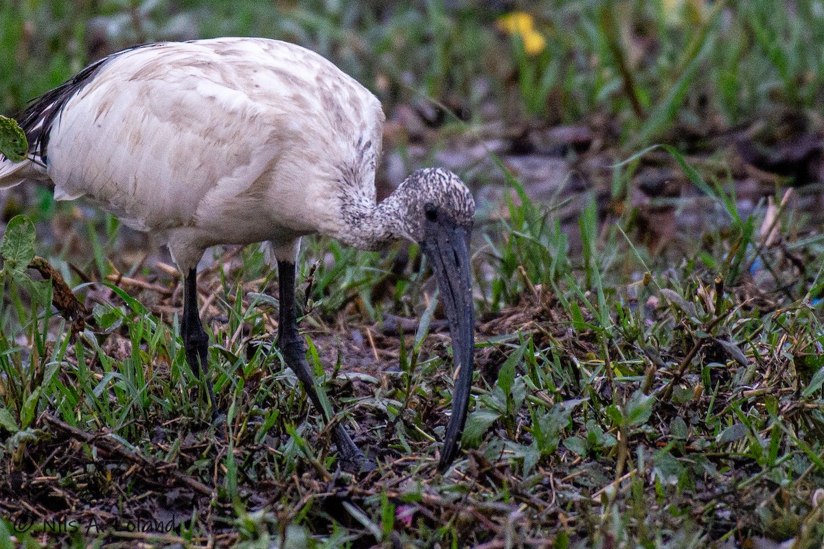 African Sacred Ibis - ML626868185