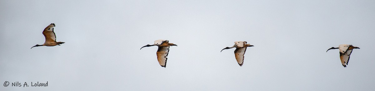 African Sacred Ibis - ML626868186