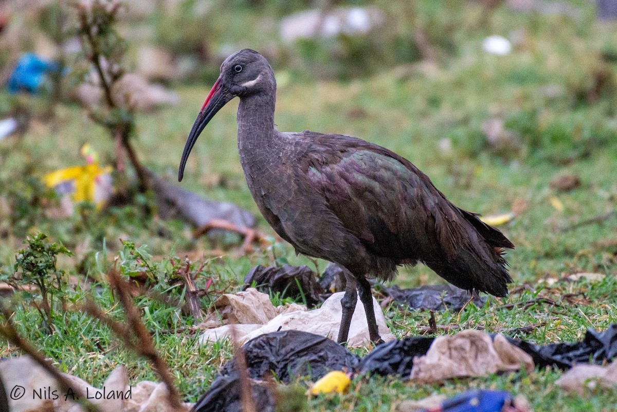 Hadada Ibis - ML626868198