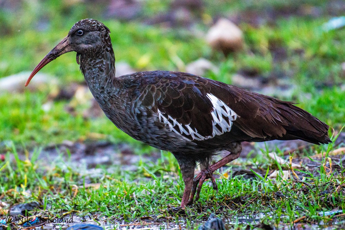 Wattled Ibis - ML626868207