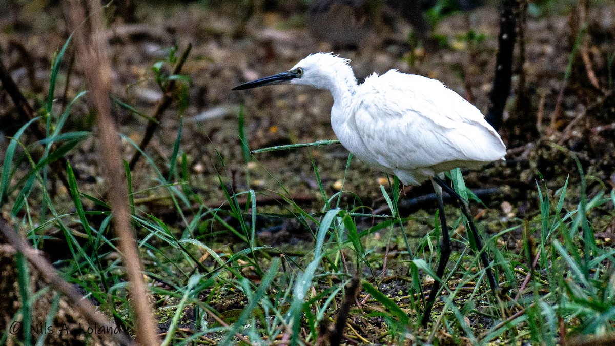 Little Egret - ML626868221